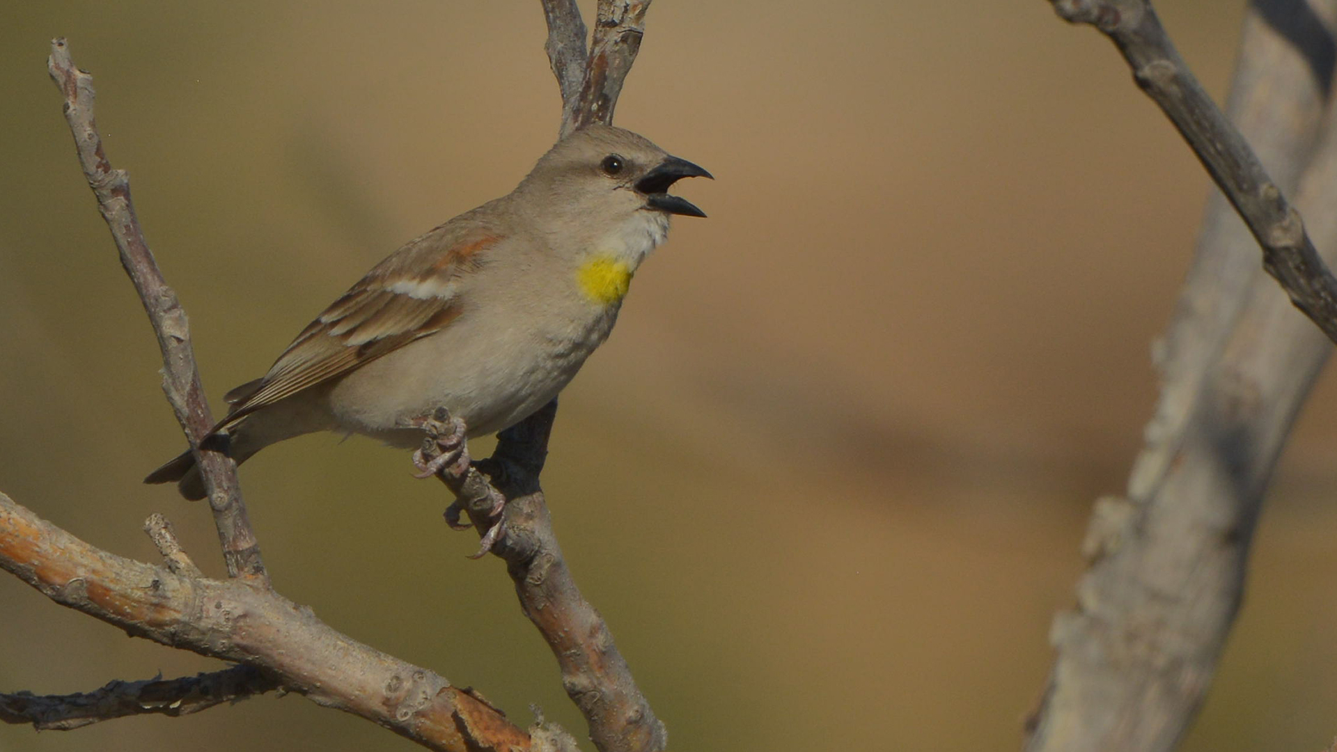 Yellow-throated Sparrow — Ana fotoğraf